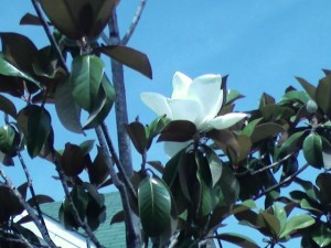 Egret Pointe magnolia